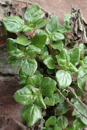 Parietaria judaica \ �stiges Glaskraut, Mauer-Glaskraut / Pellitory-of-the-Wall, D Heidelberg 17.3.2017