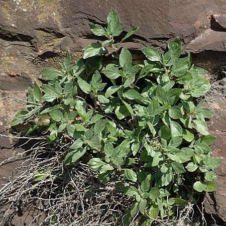 Parietaria judaica \ �stiges Glaskraut, Mauer-Glaskraut / Pellitory-of-the-Wall, D Assmannshausen 9.5.2018