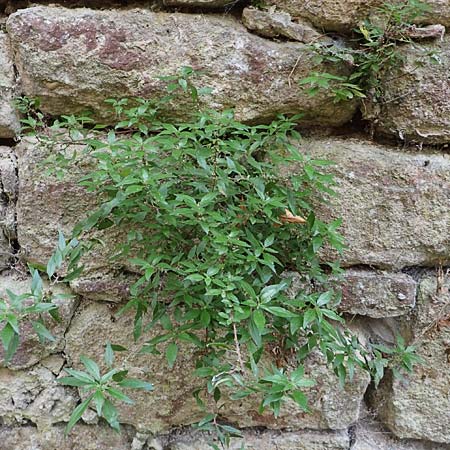 Parietaria judaica \ �stiges Glaskraut, Mauer-Glaskraut / Pellitory-of-the-Wall, D Neckarsteinach 9.11.2018