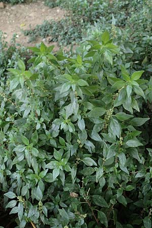 Parietaria judaica \ �stiges Glaskraut, Mauer-Glaskraut / Pellitory-of-the-Wall, D Mannheim 24.10.2019