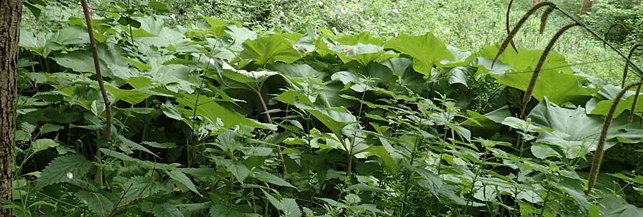 Petasites japonicus \ Asiatische Pestwurz, Japanische Pestwurz / Japanese Butterbur, D Bochum 10.6.2020