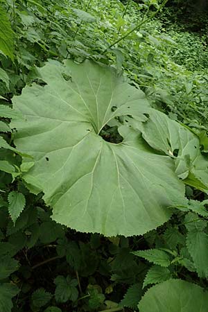 Petasites japonicus \ Asiatische Pestwurz, Japanische Pestwurz / Japanese Butterbur, D Bochum 10.6.2020