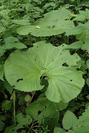Petasites japonicus \ Asiatische Pestwurz, Japanische Pestwurz / Japanese Butterbur, D Bochum 10.6.2020