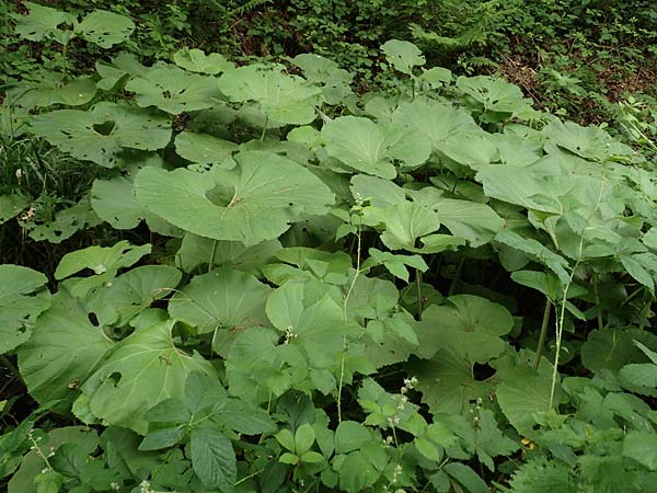 Petasites japonicus \ Asiatische Pestwurz, Japanische Pestwurz / Japanese Butterbur, D Bochum 10.6.2020