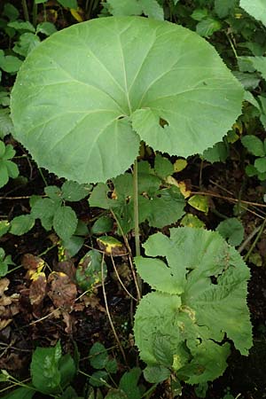 Petasites japonicus \ Asiatische Pestwurz, Japanische Pestwurz / Japanese Butterbur, D Bochum 10.6.2020