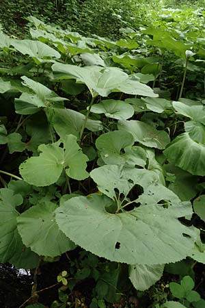 Petasites japonicus \ Asiatische Pestwurz, Japanische Pestwurz / Japanese Butterbur, D Bochum 10.6.2020