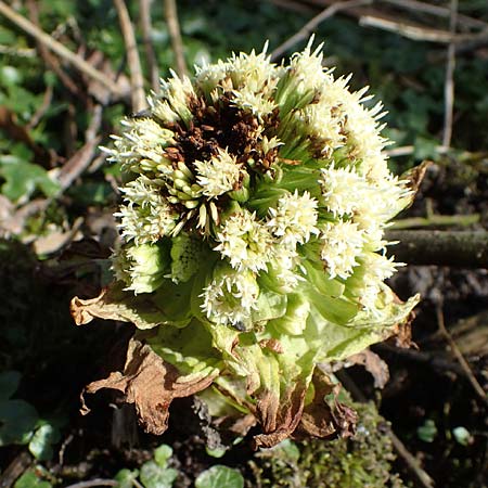 Petasites japonicus \ Asiatische Pestwurz, Japanische Pestwurz / Japanese Butterbur, D Bochum 12.3.2022