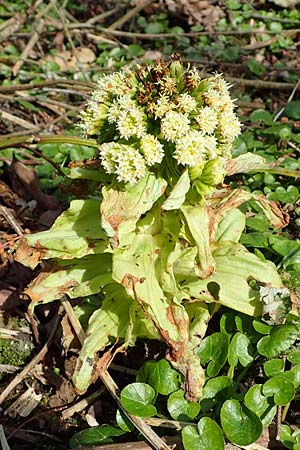 Petasites japonicus, Asiatische Pestwurz, Japanische Pestwurz