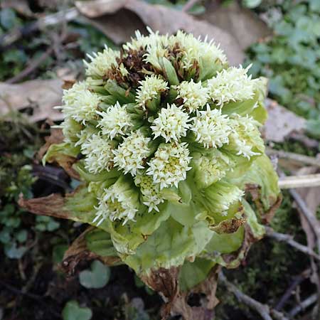 Petasites japonicus \ Asiatische Pestwurz, Japanische Pestwurz / Japanese Butterbur, D Bochum 12.3.2022