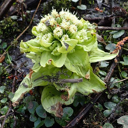 Petasites japonicus \ Asiatische Pestwurz, Japanische Pestwurz / Japanese Butterbur, D Bochum 12.3.2022
