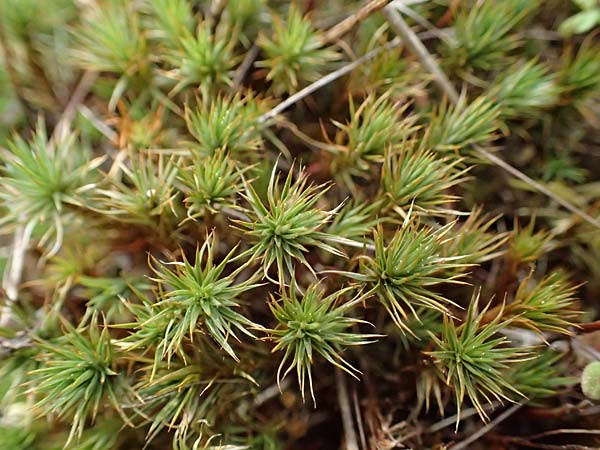 Polytrichum juniperinum \ Wacholder-Widertonmoos / Juniper Polytrichum Moss, D Eisenberg 1.5.2024