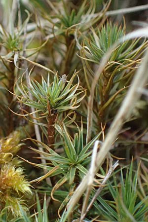 Polytrichum juniperinum \ Wacholder-Widertonmoos / Juniper Polytrichum Moss, D Eisenberg 1.5.2024