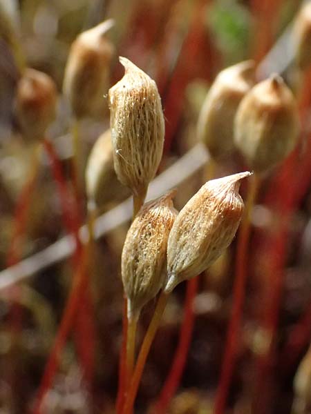 Polytrichum juniperinum \ Wacholder-Widertonmoos / Juniper Polytrichum Moss, D Eisenberg 1.5.2024