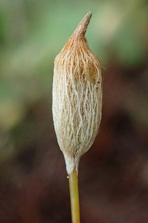 Polytrichum juniperinum \ Wacholder-Widertonmoos / Juniper Polytrichum Moss, D Eisenberg 1.5.2024