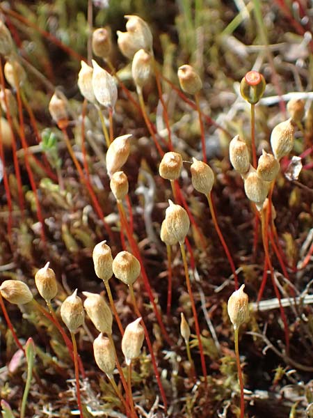 Polytrichum juniperinum \ Wacholder-Widertonmoos / Juniper Polytrichum Moss, D Eisenberg 1.5.2024