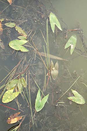 Sagittaria sagittifolia \ Gew&ouml;hnliches Pfeilkraut / Arrowhead, D Neustadt an der Aisch 2.10.2016
