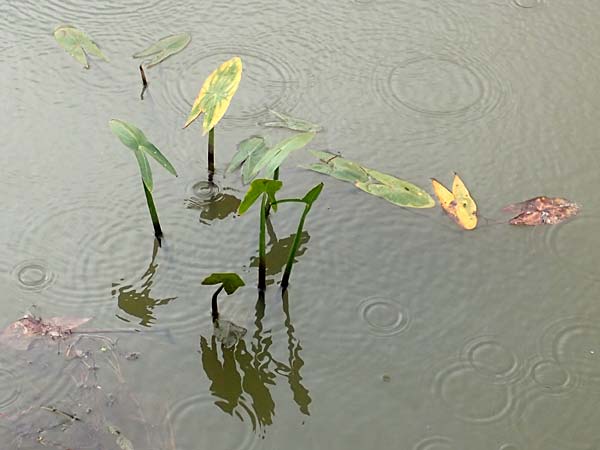 Sagittaria sagittifolia \ Gew&ouml;hnliches Pfeilkraut / Arrowhead, D Neustadt an der Aisch 2.10.2016
