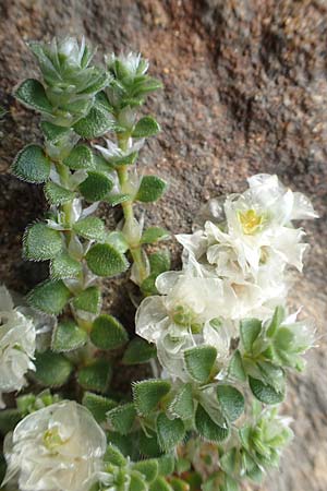 Paronychia kapela \ Kapela-Nagelkraut / Kapela Nailwort, D Botan.  Gar.  Krefeld 13.6.2019