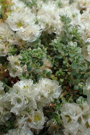 Paronychia kapela \ Kapela-Nagelkraut / Kapela Nailwort, D Botan.  Gar.  Krefeld 13.6.2019