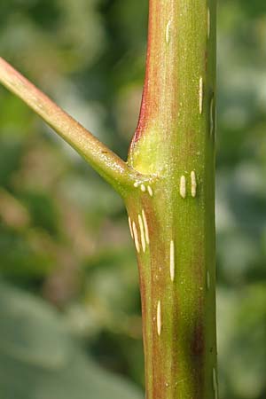 Populus x canadensis \ Kanadische Pappel, Bastard-Schwarzpappel / Black Poplar, D Essen 27.7.2019