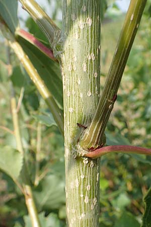 Populus x canadensis \ Kanadische Pappel, Bastard-Schwarzpappel / Black Poplar, D Essen 27.7.2019