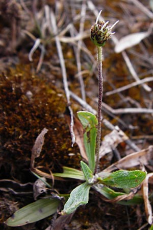 Plantago lanceolata \ Spitz-Wegerich / Ribwort Plantain, D Gerolzhofen-Sulzheim 9.5.2015