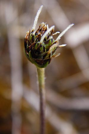 Plantago lanceolata \ Spitz-Wegerich / Ribwort Plantain, D Gerolzhofen-Sulzheim 9.5.2015