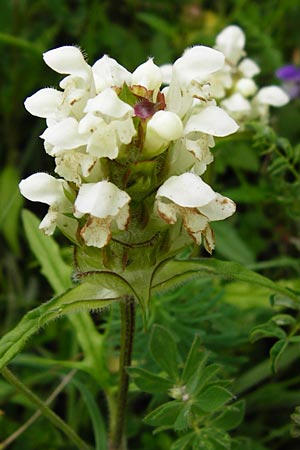 Prunella laciniata \ Wei&szlig;e Braunelle / Cut-Leaved Selfheal, D T&uuml;bingen 20.6.2015