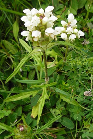 Prunella laciniata \ Wei&szlig;e Braunelle / Cut-Leaved Selfheal, D T&uuml;bingen 20.6.2015