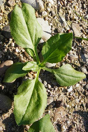 Plantago major subsp. intermedia \ Vielsamiger Breit-Wegerich / Many-Seeded Plantain, D Mannheim 30.8.2015