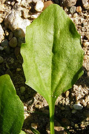 Plantago major subsp. intermedia \ Vielsamiger Breit-Wegerich / Many-Seeded Plantain, D Mannheim 30.8.2015