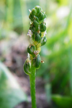 Plantago major subsp. intermedia \ Vielsamiger Breit-Wegerich / Many-Seeded Plantain, D Mannheim 30.8.2015