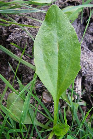 Plantago major subsp. intermedia \ Vielsamiger Breit-Wegerich / Many-Seeded Plantain, D Mannheim 30.8.2015