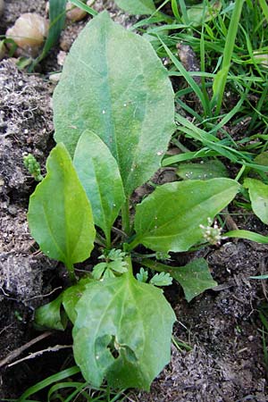 Plantago major subsp. intermedia \ Vielsamiger Breit-Wegerich / Many-Seeded Plantain, D Mannheim 30.8.2015