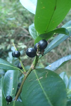 Prunus laurocerasus \ Kirsch-Lorbeer, Lorbeerkirsche / Cherry Laurel, D Heidelberg 31.8.2016
