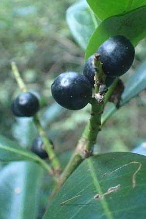 Prunus laurocerasus \ Kirsch-Lorbeer, Lorbeerkirsche / Cherry Laurel, D Heidelberg 31.8.2016
