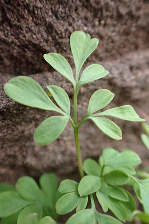 Corydalis lutea \ Gelber Lerchensporn / Yellow Corydalis, D Heidelberg 17.3.2017