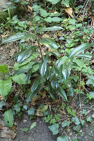 Prunus laurocerasus \ Kirsch-Lorbeer, Lorbeerkirsche / Cherry Laurel, D Heidelberg 29.4.2017