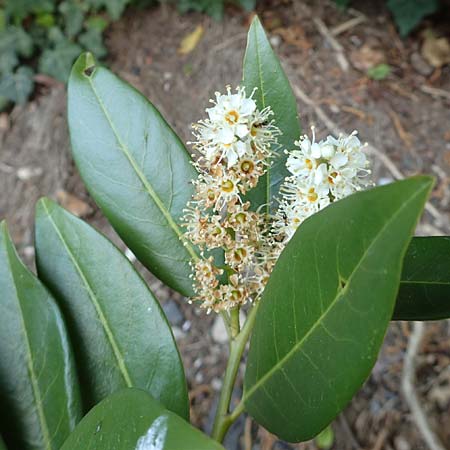 Prunus laurocerasus \ Kirsch-Lorbeer, Lorbeerkirsche / Cherry Laurel, D Heidelberg 29.4.2017