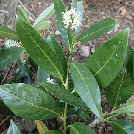 Prunus laurocerasus \ Kirsch-Lorbeer, Lorbeerkirsche / Cherry Laurel, D Heidelberg 29.4.2017
