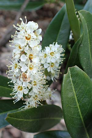 Prunus laurocerasus \ Kirsch-Lorbeer, Lorbeerkirsche / Cherry Laurel, D Heidelberg 29.4.2017