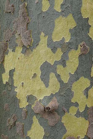 Platanus x hispanica \ Bastard-Platane / London Plane-Tree, D Mannheim 16.7.2017