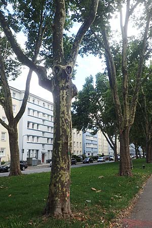 Platanus x hispanica \ Bastard-Platane / London Plane-Tree, D Mannheim 5.8.2017