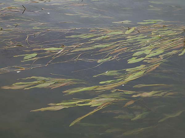 Potamogeton lucens \ Gl�nzendes Laichkraut / Shining Pontweed, D Wei&szlig;enthurm-Kaltenengers 27.9.2017