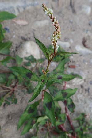 Persicaria lapathifolia \ Ampfer-Kn�terich / Pale Persicaria, D K&ouml;ln-Z&uuml;ndorf 22.8.2018