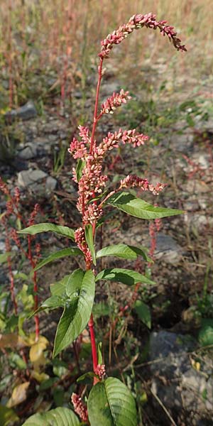 Persicaria lapathifolia \ Ampfer-Kn�terich / Pale Persicaria, D K&ouml;ln-Langel 6.10.2018
