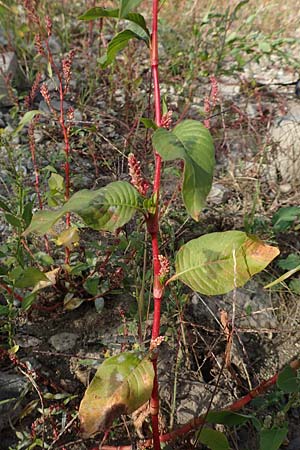 Persicaria lapathifolia \ Ampfer-Kn�terich / Pale Persicaria, D K&ouml;ln-Langel 6.10.2018