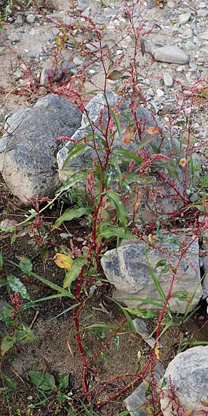 Persicaria lapathifolia \ Ampfer-Kn�terich / Pale Persicaria, D K&ouml;ln-Langel 6.10.2018