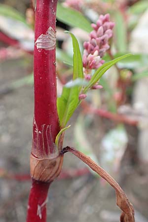Persicaria lapathifolia \ Ampfer-Kn�terich / Pale Persicaria, D K&ouml;ln-Langel 6.10.2018