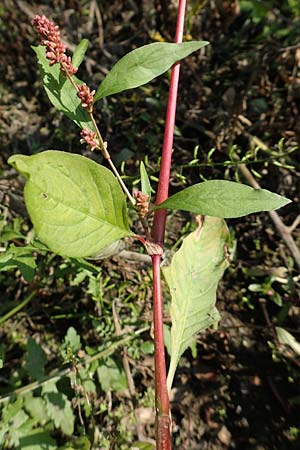 Persicaria lapathifolia \ Ampfer-Kn�terich / Pale Persicaria, D R&ouml;merberg 18.10.2018